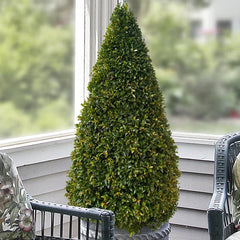 Eugenia Cone Topiary