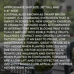 Eugenia Cone Topiary