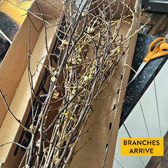 30 Inch Living Forsythia Stem Bunch
