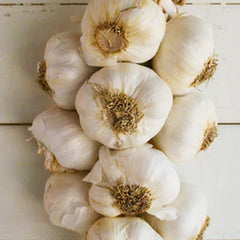 Garlic Braid