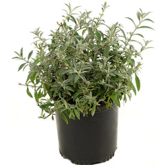 Buddleia Bi-Color