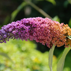 Buddleia Bi-Color