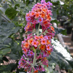 Buddleia Bi-Color
