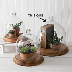 Large Glass Bell Shaped Cloche with Wood Base