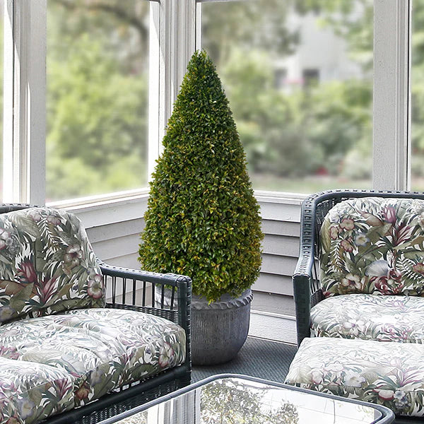 Eugenia Cone Topiary